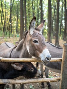 Read more about the article Talking the hind legs off a donkey: How idioms originate