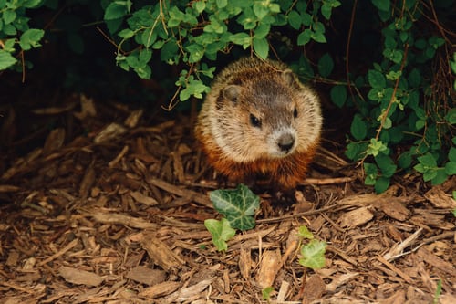 Groundhog idiom