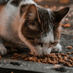 ****Madlanga Commission is the idiomatic cat among the pigeons***