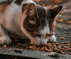 Read more about the article ****Madlanga Commission is the idiomatic cat among the pigeons***