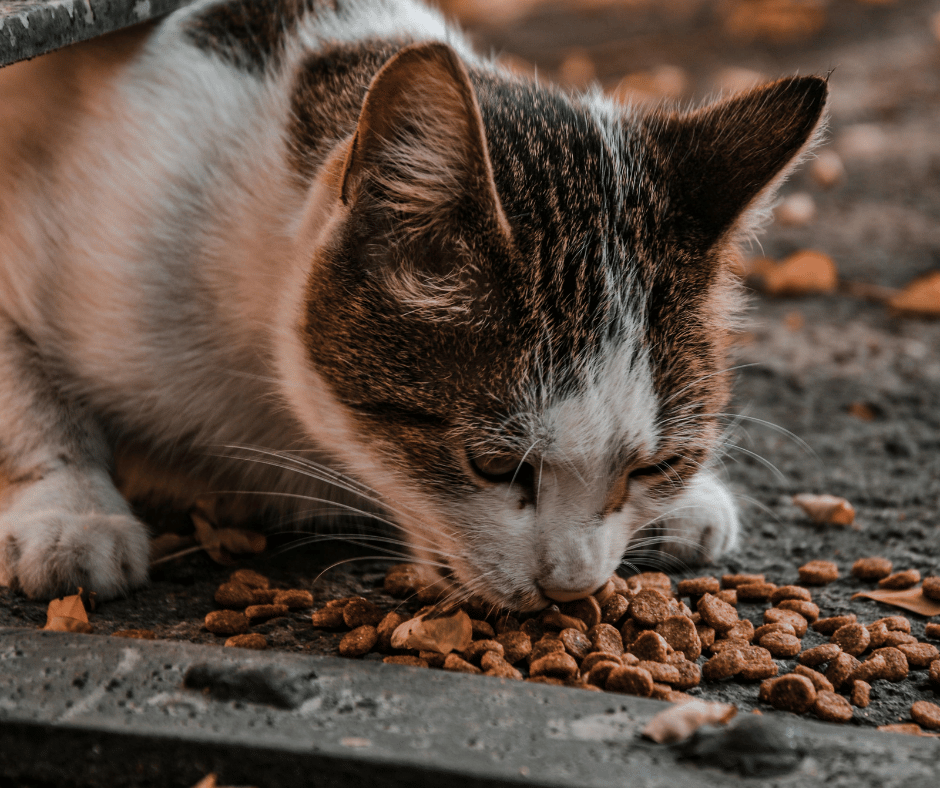 You are currently viewing ****Madlanga Commission is the idiomatic cat among the pigeons***