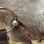 Champing at the bit for the year to normalise. Not so.