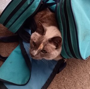 Read more about the article Cat in the bag rewrites idiom: usage and origin
